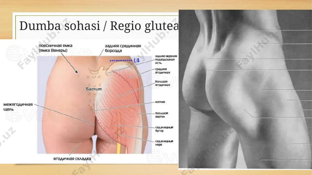 oyoqning topografik anatomiyasi - Page 3