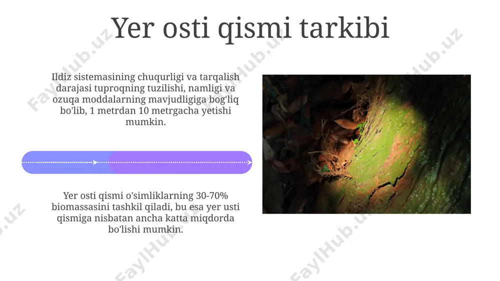 fitotsenozning yer ostki qismi - Page 4
