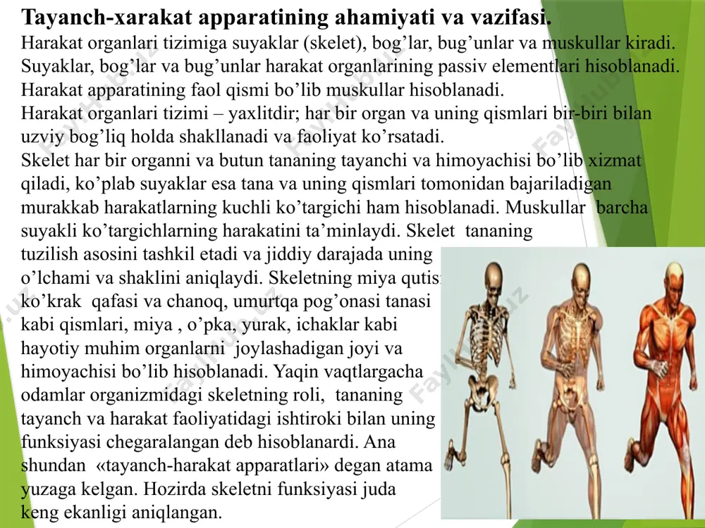 «tayanch-harakat apparatlari» degan atama yuzaga kelgan. hozirda skeletni funksiyasi juda keng ekanligi aniqlangan. odam skeletinnig umumiy tuzilishi va yosh xususiyatlari. skelet («quritilgan» degan ma’noni anglatadi) 206 dan ortiq alohida suyaklardan tashkil topgan bo‘lib, bularning 85 tasi juft, 36 tasi toq suyaklardan iborat. skeletdagi ba’zi suyaklar (miya qutisi, yuz suyaklari, qisman o‘mrov suyagi va boshqalar) bevosita biriktiruvchi to‘qimadan rivojlanadi. bunday rivojlanishda biriktiruvchi to‘qima hujayralariga ohak tuzlari so‘rilib, suyak hujayralari vujudga keladi. skeletdagi suyaklarning ko‘pchiligi tog‘ay to ‘qimasining suyak to‘qimasiga aylana borishi bilan rivojlanadi va tog‘ay to‘qimasining ichida suyaklanish nuqtalari vujudga keladi. birinchi suyaklanish nuqtalari embrion rivojlanishining 7-8-haftalarida vujudga kela boshlaydi. yangi tug'ilgan bola skeletida ko‘pchilik suyaklanish nuqtalari vujudga kelgan bo‘lib, skeletda tog‘ay qismlari ko‘p bo‘ladi. hayot mobaynida suyaklar о‘sib rivojlana boradi. har bir suyakning ustini suyak usti pardasi qoplab turadi, bu parda bolalarda juda pishiq bo'lib, hatto suyak singanda ham yirtilmaydi. suyak usti pardasi ko‘p miqdordagi qon tomirlar, nervlar bilan ta’minlangandir. …