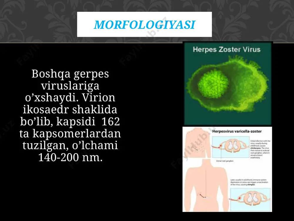 suvchechak virusi - Page 4