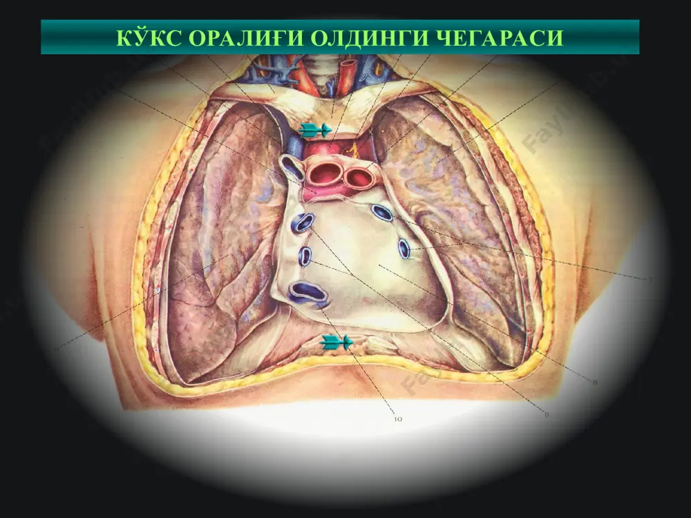 нкцион биопсия кўрсатма қарши кўрсатма * медиастиноскопия, медиастинотомия * эндоскопик ускуна эндоскопик асбоблар * * лимфогранулематоз * плеврал бўшлиқ ва медиастинал соҳа ревизияси * медиастинал плевра жароҳатланмаган * * герминоген ўсмалар эмбриогенезда герминоген ҳужайралар ҳавфли трансформацияси натижасида ривожланади эмбрионал ривожланиш нуқсони ҳисобланади ўз таркибида тўқимали ва аъзога ҳос бўлган структуралар мавжуд бўлади (нормада кузатилмайди) кўпроқ олдинги кўкс оралиғида учрайди * клиник кўриниши кўкс оралиғи ўсмалари клиник симптомлари ўсма локализацияси, ҳажми, ҳавфлилиги, атроф тўқималар инфильтрацияси ва метастазлар мавжудлиги, паранеопластик синдром-лар мавжудлигига боғлиқ бўлади. ўткир ва сурункали медиастинитлар кўкс оралиғи ўсмаси тўғрисида ёлғон фикр бериши мумкин. жуда кам ҳолларда ўсма клиник белгиларсиз кечиши мумкин. * клиник кечиши умумий белгилар кўкрак соҳасидаги оғриқлар йўтал ҳансираш тана вазниниг камайиши тана ҳароратининг кўтарилиши медиастинал компрессион синдром бронхоўпка ва торакал оқмалар альфа-фета протеин (афп), бета-хорионик гонадотропин (β-хг) ва лактатдегидрогеназа (лдг) таркибини ошиши юқори гормонал активликда эркакларда тухумлар атрофияси ва гинекомасития, аёлларда – молозива ажралиши ва кўкрак …