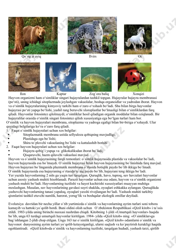 yog`i); · kasallik tarqatuvchi ( pashsha, chivin); · kasallik qo`zg`atuvchi ( leyshmaniya, triposoma). qo`ng`ir ayiq ilvirs ot ilon kaptar zog`ora baliq xonqizi hayvon organizmi ham o‘simliklar singari hujayralardan tashkil topgan. hujayralar hujayra membranasi (po‘sti), uning ichidagi sitoplazmada joylashgan vakuolalar, boshqa organoidlar va yadrodan iborat. hayvon va o‘simlik hujayralarining kimyoviy tarkibi ham o‘zaro o‘xshash bo‘ladi. shu bilan birga hayvonlar hujayrasi po‘sti yupqa bo‘lishi, yashil rang beruvchi xloroplastlar bo‘lmasligi bilan o‘simliklardan farq qiladi. hayvonlar fotosintez qilolmaydi; o‘simliklar hosil qiladigan organik moddalar bilan oziqlanadi. bir hujayralilar orasida o‘simlik singari fotosintez qilish xususiyatiga ega bo‘lgan turlari ham bor. o‘simlik va hayvon hujayralari membrana, sitoplazma va yadroga egaligi bilan bir-biriga o‘xshaydi. ular quyidagi belgilariga ko‘ra o‘zaro farq qiladi. 1. faqat o`simlik hujayralari uchun xos belgilar: · sitoplazmatik membrana ustida sellyuloza qobiqning mavjudligi; · plastidaga ega bo`lishi; · shira to`plovchi vakuolaning bo`lishi va kattalashib borishi 2. faqat hayvon hujayralari uchun xos belgilar: · hujayra qobig`i yupqa …