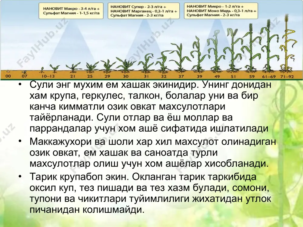 ш даврида дон шаклланган, таркибида 70-80% сув булади, усимлик яшил рангда, факат пастки барглар сал саргаяди, хосил йигилмайди. мум пишиш даврида дон анча котади, сув микдори камаяди-30-35% булади. шу даврнинг охирида дон оналик усимликдан ажралади. усимлик анча саргаяди, хосил йигилиши мумкин, айникса дони тукиладиган навлар. тула пишганда дон кичраяди, суви камаяди, 14-20% сув булиши мумкин. усимлик бутунлай саргаяди, хосил тезда йигиб олиниши шарт. усув даврининг давоми кузги навлар учун 180-240 кун, бахори навлар учун 90-120 кун. об-хавонинг таъсирида усув даври 20-30 кунга узгариши мумкин. донли ўсимликларнинг умумий морфологик белгилари донли ўсимликлар бир йиллик ўтсимон ўсимлик бўлиб, морфологик белгилари бўйича бир бирига жуда ўхшашдир. илдиз мажмуаси . илдизи попуксимон бўлиб, ерга 100-120 см ва ундан хам чуқур кириб боради. бироқ илдизнинг асосий қисми ернинг хайдалма қатламида жойлашган бўлади. илдизи икки хил; муртак ёки бирламчи ва асосий ёки иккиламчи илдизлардан иборат бўлади. муртак илдизи уруғ униб чиқиш даврида хосил бўлиб, биринчи гурухдонли …