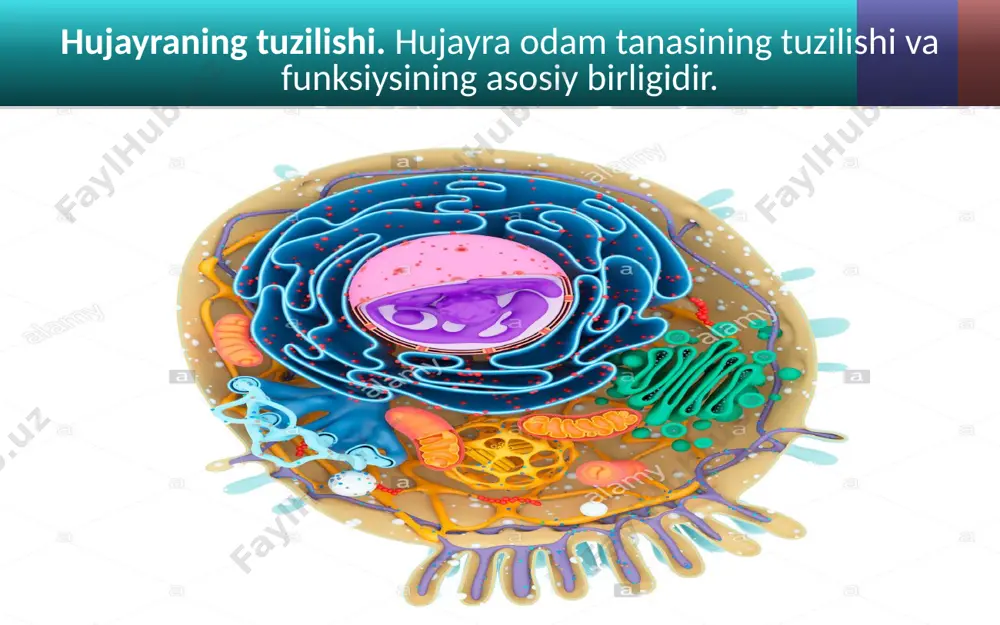 odam organizmining hujayraviy tuzilishi - Page 3