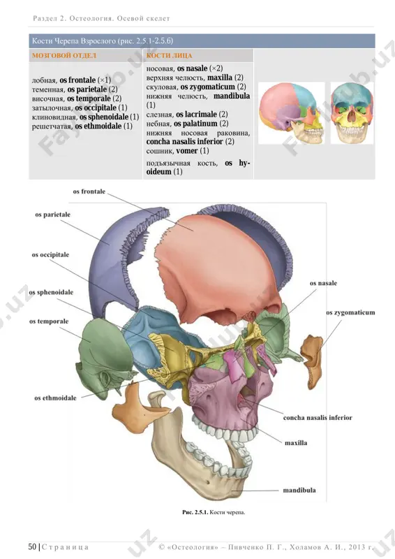xternus osnovanie sostsevidnogo otrostka, processus mastoideus visochnoy kosti verxnyuyu viynuyu liniyu, linea nuchae superior zatilochnoy kosti narujniy zatilochniy vistup, protuberantia occipitalis externa razdel 2 . osteologiya. osevoy skelet ______________________________________________________________________________________________________________________________________________________________________________ 50 | s t r a n i ts a © «osteologiya» – pivchenko p. g., xolamov a. i. , 2013 g . kosti cherepa vzroslogo (ris. 2.5.1-2.5.6) mozgovoy otdel kosti litsa lobnaya, os frontale (×1) temennaya, os parietale (2) visochnaya, os temporale (2) zatilochnaya, os occipitale (1) klinovidnaya, os sphenoidale (1) reshetchataya, os ethmoidale (1) nosovaya, os nasale (×2) verxnyaya chelyust, maxilla (2) skulovaya, os zygomaticum (2) nijnyaya chelyust, mandibula (1) sleznaya, os lacrimale (2) nebnaya, os palatinum (2) nijnyaya nosovaya rakovina, concha nasalis inferior (2) soshnik, vomer (1) pod'yazichnaya kost, os hy- oideum (1) ris. 2.5.1. kosti cherepa. razdel 2 . osteologiya. osevoy skelet ______________________________________________________________________________________________________________________________________________________________________________ © «osteologiya» – pivchenko p. g., xolamov a. i. , 2013 g . 51 …