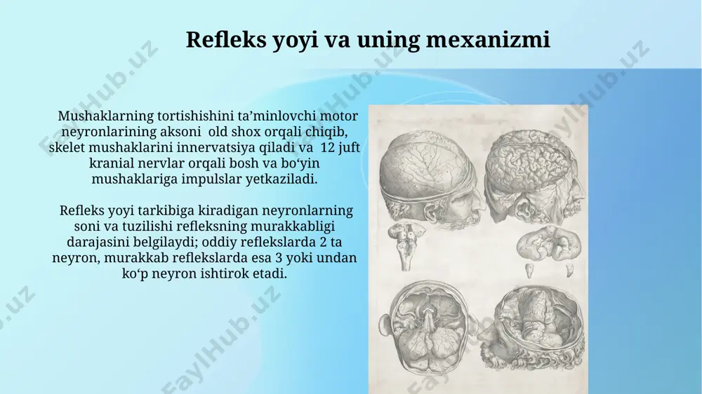 bosh miya va orqa miya nervlari - Page 3