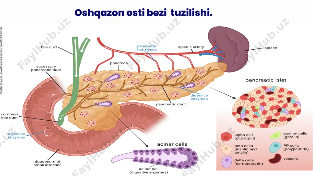 tegishli davolash strategiyalarini tushunish ushbu holatga tashxis qo’yilgan har bir kishi uchun juda muhimdir. tibbiyot mutaxassislari bilan muntazam maslahatlashuvlar samarali monitoringni ta’minlashga va kerak bo’lganda o’z vaqtida aralashuvga yordam beradi. oshqozon osti bezi oqmalari. oqma — bu organlar, bo‘shliqlar yoki tashqi muhit o‘rtasida patologik kanal yoki aloqa. oshqozon osti oqmalari to‘qimalarning shikastlanishi va pankreatik suyuqlikning noto‘g‘ri chiqishi natijasida yuzaga keladi. bu kam uchraydigan, ammo jiddiy asorat hisoblanadi. oshqozon osti bezi oqmalari sabablari. o‘tkir yoki surunkali pankreatit — asosiy sabab. pankreaskaga jarohatlar (zarba, jarohat). pankreas operatsiyalaridan keyingi asoratlar. yomon sifatli o‘sma va saraton kasalliklari. infeksion jarayonlar va absesslar. oqmalarning turlari. ichki oqmalar — pankreasni oshqozon, oʻn ikki barmoqli ichak, safro yo‘llari, plevra yoki qorinparda bilan bog‘laydi. tashqi oqmalar — teri yuzasiga chiqadigan oqmalar. pankreatik oqmalar — pankreatik suyuqlik chiqadi. infeksiyalangan oqmalar — yiringli va yallig‘lanish bilan kechadi. pankreatik oqmaning tashqi turi. teri yuzasiga chiqadigan oqmalar. oacqma hosil bo’lish patogenezi. dastlab bez …