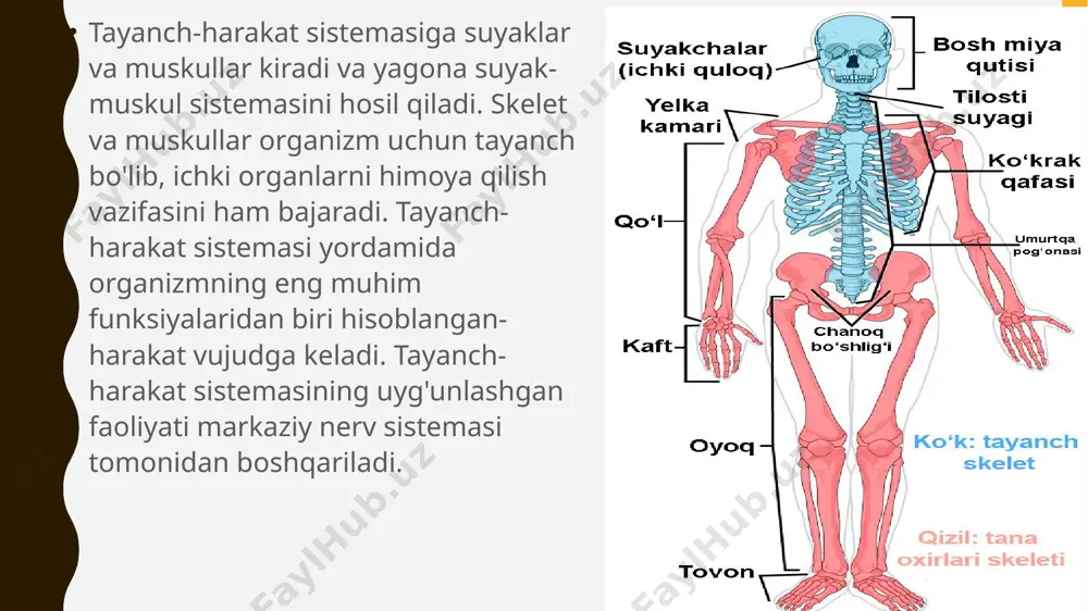 shni kamaytiradi. bo'g'im tashqi tomondan paylar bilan o'ralib, uning mustahkamligini ta'minlaydi. suyaklarning birikishi odam tanasidagi suyaklar joylashishiga ko'ra bir necha qismga bo'lib o'rganiladi: bosh, gavda, qo'l va oyoq suyaklari. bosh skeleti bosh skeleti ikki qismdan: miya qutisi va yuz qismidan iborat bo'lib, 23 ta suyaklarning birikishidan hosil bo'lgan. ularning hammasi pastki jag' va til osti suyagidan tashqari, uzluksiz chok bilan o'zaro mustahkam birikkan. bola tugilgan vaqtda uning bosh suyaklari bir-biri bilan birikmagan bir necha suyakdan iborat bo’lib, ular orasida boshliqlar bo’ladi. bu bo’shliqlar liqildoq deb ataladi. ular katta, kichik va yon liqildoqlarga bo’linadi. katta liqildoq peshona va tepa suyaklari orasida joylashgan bolib, uning bo’yi 3,5 sm, eni esa 2,5 sm bo’ladi. tepa va ensa suyaklari orasida kichik liqildoq va tepa chakka suyaklari orasida ikkitadan jami 4 ta yon liqildoqlari bo’lib, ular 1,5 yoshda suyakka aylana boradi. 4 yoshda esa miya qutisining choklari hosil boladi. bosh suyagi 7 yoshgacha hamda 11-15 …