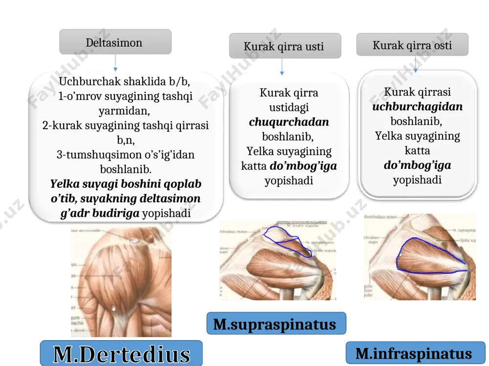 domboqchasidan, tirsak bog’imi kapsulasidan boshlanib, 3 kaft suyagining orqa sathiga yopishadi panja muskullari bosh barmoqni uzoqlashtiruvchi muskul kagftning o’rta guruh muskullari jimjiloq tepaligi mushaklari tenr gipotenr mezatena bosh barmoqni uzoqlashtiruvchi kalta muskul, qayiqsimon trapestsiya suyagidan bosh barmoqning praksimal fangasiga bosh barmoqni boshqa barmoqlarga qarama qarshi qo’yadigan trapetsiya suyagidan boshlanib 1-kaft suysgiga birikadi bukuvchi kalta muskul 2 boshchadan iborat, trapetsiyasimon suyakdan boshlanib bosh barmoqning praksimal fangasiga bosh barmoqni yaqinlashtiruvchi muskul. boshchali suyakdan 3kaft suyagdan boshlanadi bosh barmoqning praksimal fangasiga chanoq son oldingi orqa yonbosh bel kichik bel katta dumba dumbaning o’rta dumbaning kichk noksimon muskul ichki yopg’ich ustki va ostgi egizak 4 boshli tashqi yopgich oldingi orqa medial 4 boshli mashinachalar taroqsimon s,yaqnlashtrvchuzun m nozik muskul s,yaqnlashtrvchkatta m yarim parda muskil 2 boshli muskuli yarim pay muskil oyoq muskullari oldingi orqa yonbosh bel kichik bel katta dumba dumbaning o’rta dumbaning kichk noksimon muskul ichki yopg’ich ustki va ostgi egizak 4 boshli …