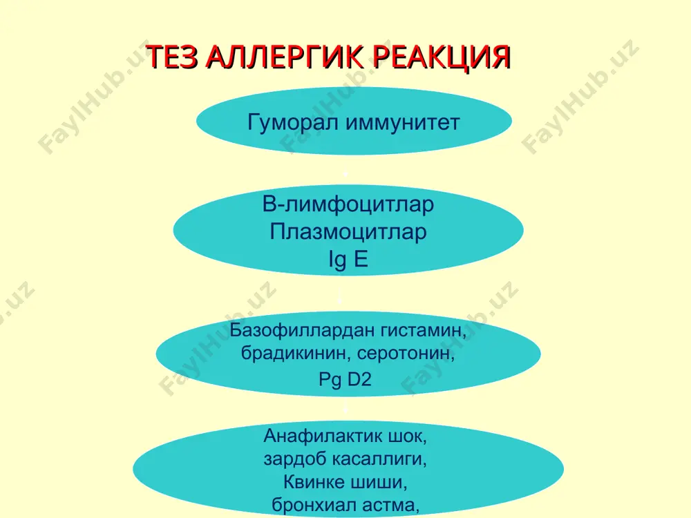 фагоцитозни стимуллайди, токсинларни нейтраллайди; комплимент қон плазмасининг ўзаро таъсирлашиб протеолитик ферментлар хосил қилувчи оқсилларидир, бу эса ўз навбатида организмнинг ёт оқсиллар, микроблар, вируслар ва ўсма хужайраларидан қутулишга ёрдам беради. специфик механизмлар иммун системаси томонидан амалга оширилади иммун тизим – организмнинг лимфоид хужайралари йиғиндисидир: ўз ичига организмнинг лимфоид органлари ва тўқималарини (айрисимон без, талоқ, лимфатик тугунлар, гуруҳли лимфатик тугунлар (пейер пилакчалари) ва бошқа лимфатик йиғилмалар, суяк кўмиги ва қон лимфоцитлари. иммун система (тузилиши ва функцияси) марказий органлар –тимус (айрисимон без), суяклар қизил кўмиги периферик органлар – лимфатик тугунлар, ичакларнинг лимфатик тузилмалари (аппендикс ўсимтаси), талоқ, периферик қон иммун тизимнинг асосий функцияси организмнинг генетик бир хиллигини сақлашдир антигенга иммун системанинг реакцияси (бирламчи иммун жавоб) гуморал иммун жавоб –бу антителоларнинг хосил бўлиши (иммуноглобулинлар); ҳужайравий иммун жавоб – бу махсус сенсибилизацияланган т-лимофцитлар ҳосил бўлишидан иборат бўлиб, улар ўз юзасида маълум антигенни танувчи рецепторларга эга иммунологик толерантлик (антигенга толерантлик) бунда антиген иммун назоратдан четда қолади иммунодефицитлар …