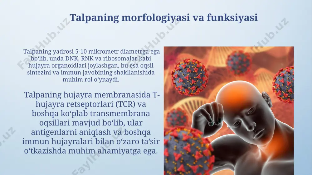 immun-himoya reaksiyalarining morfologik asoslar - Page 5