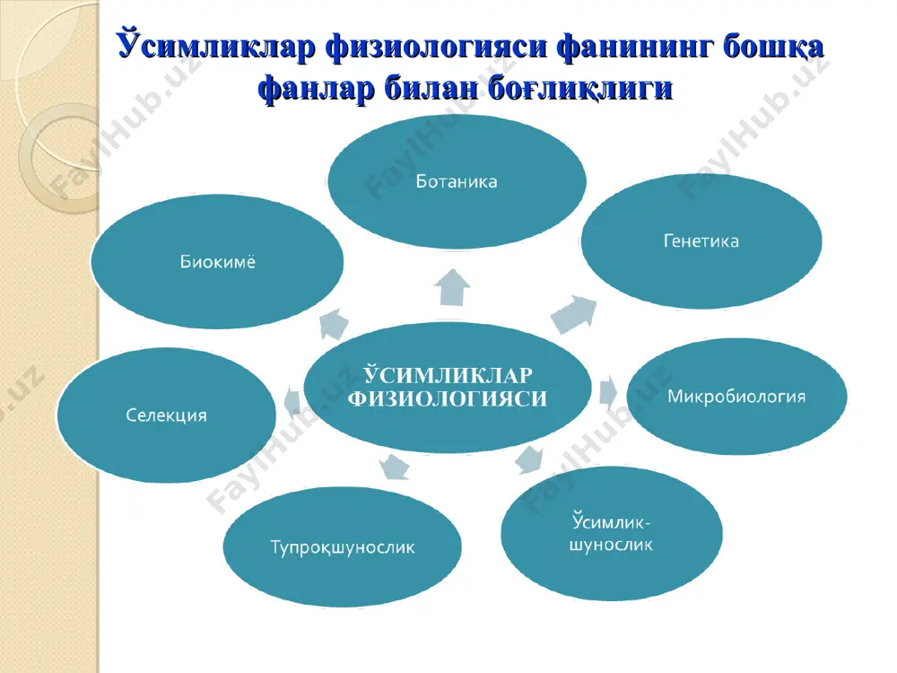 ро, пластидалар, митохондриялар, рибосомалар ва гольжи комплекси жойлашади. цитоплазманинг ташқи мембранаси, ҳужайра қобиғи билан чегараланган, уни плазмалемма дейилади. плазмалемма сувни ва кўпгина ионларни осон ўтказиб, йирик молекулаларни тўхтатиб қолиши мумкин. цитоплазмани вакуоладан ажратиб турадиган мембранаси тонопласт дейилади. цитоплазмада эндоплазматик тур жойлашган, у тузилишига кўра, шохланган мембраналарни ташкил қилади ва ташқи мембрана билан қўшилиб кетади. бу мембраналар каналлар ва бўшлиқлардан иборат бўлиб, уларда кимёвий реакциялар амалга ошади. ўсимлик ҳужайрасини тузилиш схемаси: 1 - цитоплазма, 2 – ядро, 3 - митохондрия, 4 - хлоропластлар, 5 - хромопластлар, 6 - крахмал дони 7 – гольджи аппарати, 8 - эндоплазматик тўр, 9 - вакуола, 10 – ҳужайра девори, 11 - оралиқпластинка. ҳужайра ядроси. ҳужайранинг асосий ва энг йирик органоидларидандир. ўсимликлар ҳужайрасининг ядроси 5 мк дан 25 мк гача бўлади. асосан ҳужайралар ядроси юмалоқ, баъзи чўзилган ҳужайраларда овал шаклда бўлади. тирик ҳужайраларда, асосан битта ядро бўлса, ўсимликлар ҳужайраси анча чўзиқ бўлиб, таркибида бир нечта ядро …