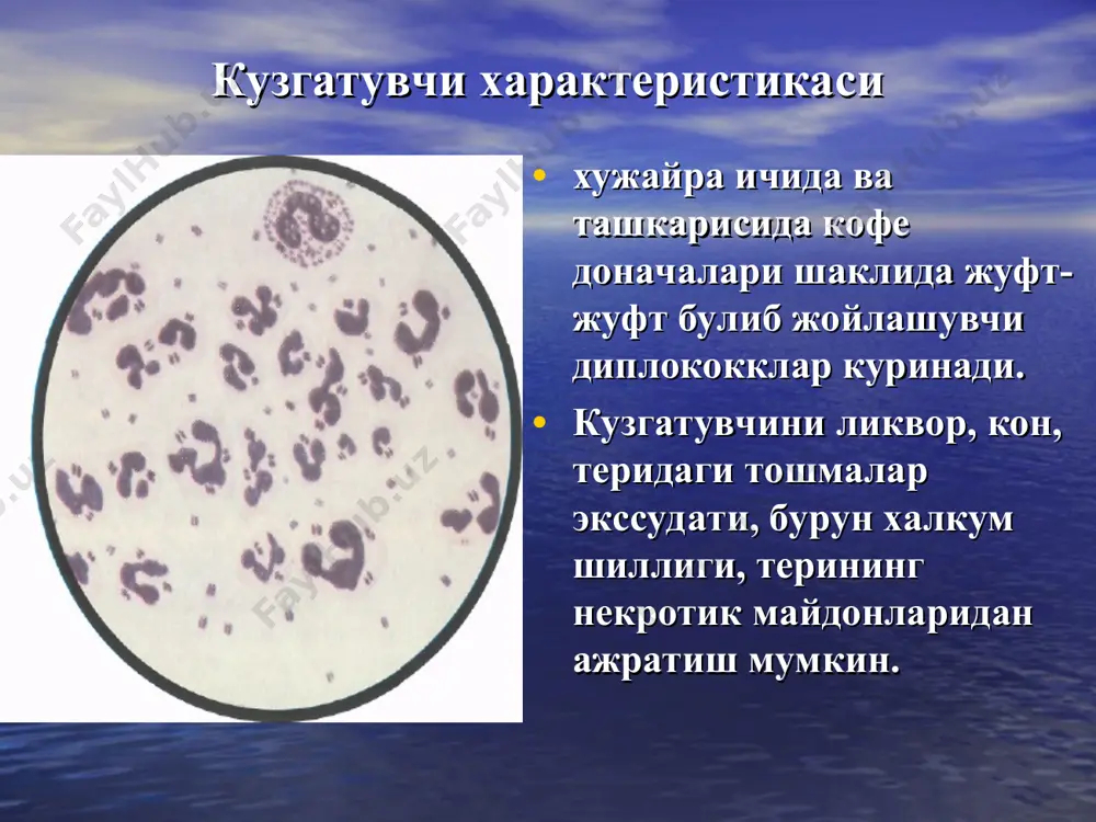 ilishi mumkin. meningokokkemiyaning klinik kurinishlari meningokokemiyaning ogirlik mezoni ogirlik buyicha: engil, urta ogir ogir shakli. ogirlik mezoni : toksikoz simptomning namoenligi xushning uzgarishi tana xaroratining darajasi gemorragik- nekrotik toshmaning kupligi va razmerlari meningokokkemiyaning yashinsimon kechadigan shakli - (uta utkir meningokokkli sepsis) kasallik utkir, tusatdan xarorat kutarilishi 39-40•s bilan boshlanadi, kaltirash, et uvishishi, kupgina gemorragik toshishi bilan namoenlanadi, katta kismiga kon kuyilish kuzatiladi, ab tushadi, kon aylanish etishmovchiligi, dvs,, mushaklar gipotoniyasi, talvasalanish rivojlanadi. bu shakl infektsion - toksik shok deb baxolanadi. adekvat va uz vaktida davo choralari olib borilmasa 12-24 soatdan keyin ulim yuzaga kelishi mumkin. kupincha bu kasallikning birinchi soatlarida buyrak usti bezida total kon kuyulishlaridan kelib chikadi (uoterxauz-_fridreksen sindrom). meningokokkemiyaning klinik kurinishi meningokokkemiyaning klinik kurinishi gemorragik toshmalar va uziga xos meningeal xolat. meningokokkli meningit kasallik kaltirash, tana xaroratini 39-40˚s kutarilishi bilan boshlanadi. bemorlar kasallikning kuni va soatini anik aytishi mumkin, kuchli bosh ogrishi, diffuz xarakterli kayt kilish, gipersteziyaga shikoyat …
