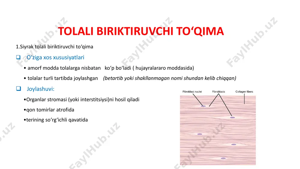 ratib chiqaradi 2) elastin molekulalaridagi lizin aminokislota qoldiqlari hujayralararo moddadagi liziloksidaza fermenti yordamida oksidlanadi 3) mikrofibrillalar markazida oksitalon, periferiyasida faqat fibrillin bo'ladigan tola sintezlaydi 4) keyin tarkibida 50% fibrillin, 50% elastin bo'lgan elaunin tola sintezlanadi 5) oxirida 90% elastin, 10% fibrillin bo'lgan elastik tola sintezlanadi zich tolali biriktiruvchi to'qima  2 xil turi farqlanadi: 1. zich tolali shakllanmagan (betartib) biriktiruvchi to'qima 2. zich tolali shakllangan (tartibli) biriktiruvchi to'qima zich tolali shakllanmagan biriktiruvchi to'qima: - hujayralararo moddaning asosiy qismini tolalar tashkil qiladi - tolalar turli tartibda joylashgan, nomi shundan kelib chiqqan - teri dermasining to'rsimon qavatida joylashgan zich tolali shakllangan biriktiruvchi to'qima: - tolalari bir yo'nalishda joylashgan, 2 ta turi farqlanadi: 1. kollagen tipi 2. elastik tipi  kollagen tipi - kollagen tola ko'p; joylashishi: - paylar - kapsula - fassiyalar - boylamlar  elastik tip - elastik tola ko'p - sariq rangda joylashishi: - boylamlar (lig. flavum) maxsus tuzilmali biriktiruvchi …
