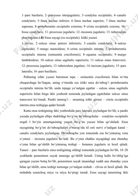 rista sphenoidalis bo‘lib, uning ikkala tomonidagi suyak plastinkalar ponasimon chig‘anoqning – conchae sphenoidales bir juft suyak kovaklarini sinus sphenoidalis chegaralab turadi. o‘ng tomondagi bo‘shliq chap tomondagi bo‘shliqdan sagittal to‘siq (septum sinum sphenoidalium) orqali ajralib turadi. bu bo‘shliqlar (kovaklar) kovak teshikchasi – aperturae sinus sphenoidalis orqali burun bo‘shlig‘iga ochilgan. ponasimon suyak tanasi orqali ensa suyagi bilan birlashadi. suyak tanasida bo‘shliq mavjud, u yupqa suyak devori bilan ajralgan. bo‘shliqlar teshikchalar orqali burun bo‘shlig‘iga ochiladi. kichik qanot bilan katta qanot oralig‘ida joylashgan yuqori ko‘z yorig‘i – fissura orbitalis superior ko‘z kosasini miya bo‘shlig‘iga qo‘shib turadi, u yerdan uch shoxli nervning tarmog‘i hamda boshqa nervlar o‘tadi. kichik qanot miya bo‘shlig‘i tubini, ko‘z kosasi yuqori devorini tashkil qilishda qatnashadi. tanasining past tomonida ikkita qanotsimon o‘siqlar – processus pterygoideus joylashgan. а ponasimon suyak (os sphenoidale). orqa tomondan ko‘rinishi. 1–corpus ossis sphenoidalis; 2–processus clinoideus posterior; 3–processus clinoideus anterior; 4–dorsum sellae; 5–fissura orbitalis superior; 6–margo squamosus; 7–canalis pterygoidus; …