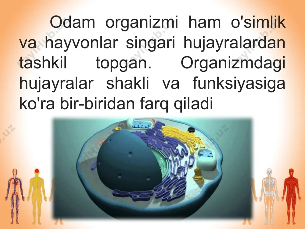 jayralarda 23 tadan xromosomalar bo'ladi hujayraning kimyoviy tarkibi. anorganik moddalar organik moddalar tirik orga­nizm massasining 60—70% i suvdan iborat suv bilan birga oziq moddalar hujayraga o'tadi va moddalar almashinuvi mahsulotlari hujayradan chiqarib tashlanadi suv hujayrada kechadigan kimyoviy reaksiyalar uchun muhim hisoblanadi. hujayra ichidagi va uning tashqarisidagi suyuqlikda kaliy, natriy, kalsiy va magniy tuzlari bo'ladi. organik moddalardan oqsillar yog'lar karbonsuvlar nuklein kislotalar uyga vazifa 1. darslikdagi mavzuni o`qib o`rganib, unda uchragan tayanch so`zlarni taxlil qiling. 2. mavzuga oid rasmlarni bilimlaringizni mustaxkamlash daftaringizga chizib qo`ying. image2.jpeg image3.png image4.png image5.png image6.png image7.png image8.png image9.png image10.png image11.png image12.png image1.jpeg