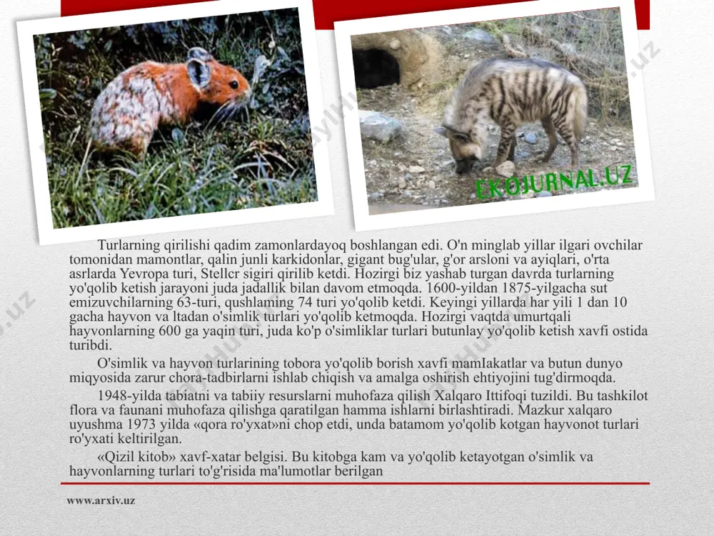 gan edi. yangi «qizil kitob» (2003) birinchi bor davlat tilida yozilgan bo'lib, ikkinchi tomida sut emizuvchilarning 23 turi, qushlarning 48 turi, sudralib yuruvchilarning 16 turi, baliqlarning 17 turi, halqasimon chuvalchanglarning 3 turi, molluskalarning 14 turi va bo'g'imoyoqlilarning 61 turi kiritilgan. www.arxiv.uz www.arxiv.uz www.arxiv.uz ta'kidlash lozimki, «qizil kitob»ga kiritilgan o'simliklar va hayvonlar ro'yxati yildan-yilga aniqroq bo'lmoqda va biz ularning yangi nashrlariga guvoh bo'lamiz. o'zbekiston respublikasi «qiz.il kitob»ida o'simlik va hayvonot turi, oilasi, avlodi, turkumi tartibida alfavit bo'yicha ro'yxatga olingan va har bir o'simlik ko'rgazmali tarzda suratlari keltirilgan. bu o'z navbatida noyob va yo'golib borayotgan o'simlik va hayvonot turlari to'g'risida keng omma tomonidan anig tasawurga ega bo'lishlariga yordam beradi. «qizil kitob» muhofaza choralarini kuchaytirish, go'rigxona va buyurtma hududlarini kengaytirish, yowoyi o'simliklar bilan savdo-sotiqni lartibga solishda litsenziyalar tizimini joriy qilish kabi bir talay muhim tadbirlarni kun tartibiga qo'yadi. www.arxiv.uz umuman, bu kitob barcha o'simlik va hayvonotni muhofaza qilish borasida gonun asoslariga tayangan muhim …