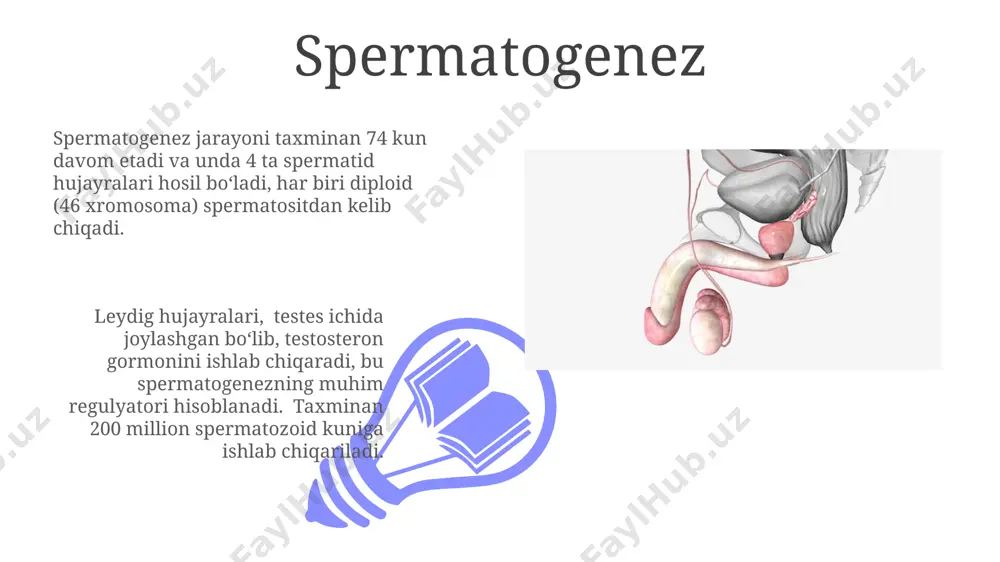 ydi. seminal vezikulalarning sekretsiyasi spermaning 60-70% hajmini tashkil qiladi va fruktoza kabi muhim ozuqa moddalari bilan boyitilgan boʻlib, sperma harakatchanligini taʼminlaydi. penis erkak jinsiy a’zosining uzunligi odatda 7-10 sm dam olish holatida va 10-16 sm qon bilan to'lgan holatida bo'ladi, bu esa jinsiy qo'zg'alish darajasiga bog'liq. bu o'lchamlar o'rtacha ko'rsatkichlar bo'lib, individual farqlar mavjud. penisning ichki tuzilishi ikkita korpus kavernozum va bitta korpus spongiozumdan iborat bo'lib, ularning har biri turli to'qimalardan tashkil topgan va jinsiy qo'zg'alish paytida qon bilan to'lishadi vas deferens 01 02 urgʻochi jinsiy hujayralari (sperma) 2 dan 10 sm gacha uzunlikdagi vas deferens deb ataladigan naycha orqali, epididimdan prostataga oʻtadi. sales 1st qtr 2nd qtr 100 0 sales 1st qtr 2nd qtr 100 0 jinsiy yo'l bilan yuqadigan infeksiyalar oiv/oits ning tarqalishining 70% dan ortig'i jinsiy aloqa orqali yuz beradi va afrika davlatlarida bu ko'rsatkich ancha yuqori. gonoreya va sifiliz kabi jyi larning ba'zi turlari, agar davolanmasa, …