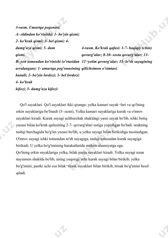 agi; 8- oyoq kafti suyaklari; 9- panja suyaklari. suyakning pastki uchi katta boldir bilan birikib, tizza bo'g'imini tashkil etadi. tizza qopqog'i suyagi eng yirik erkin (sesama¬simon) suyak bo'lib, u tizza bo'g'imining oldingi yuzasini yopib turadi. bu suyakka sonning to'rt boshli muskulining payi birikadi. boldir suyaklari katta va kichik ikkita naysimon suyakdan iborat. katta boldir suyagi boldirning ichki tomonida joylash¬gan bo'lib, uning oldingi qirrasi o'tkirroq bo'ladi. suyakning yuqorigi uchi kengayib, son suyagining pastki uchi bilan birikishga moslashgan. pastki uchi yumaloqlashib, ichki to'piqni hosil qiladi. kichik boldir suyagi boldirning tashqi tomonida joylashib, uning yuqorigi uchi yo'g'onlashib, katta boldir suyagining yuqori qismiga birikadi. pastki qismi oyoqning tashqi to'pig'ini hosil qiladi va oshiq suyagi bilan birikadi. oyoq panjasining suyaklari har xii katta1ikdagi 27 la suyakdan iborat bo'lib, ular uch guruhga bo'linadi: ular tovon suyaklari - 8 ta, oyoq-kaft suyaklari - 5 la va barmoq suyaklari - 14 ta (6- rasm). odam tik yurishga o'tishi …