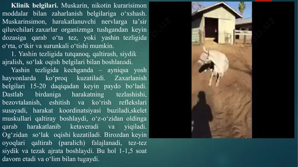 iqadan keyin paydo bo‘ladi. dastlab birdaniga harakatning tezlashishi, bezovtalanish, eshitish va ko‘rish reflekslari susayadi, harakat koordinatsiyasi buziladi,skelet muskullari qaltiray boshlaydi, o‘z-o‘zidan oldinga qarab harakatlanib ketaveradi va yiqiladi. og‘zidan so‘lak oqishi kuzatiladi. birozdan keyin oyoqlari qaltirab (paralich) falajlanadi, tez-tez siydik va tezak ajrata boshlaydi. bu hol 1-1,5 soat davom etadi va o‘lim bilan tugaydi. 2. o‘tkir kechishida ham yuqoridagilar sodir bo‘ladi. 3. o‘rta kechishi, unada quyidagi belgilari bezovtalanish, hayajonlanish, ko‘z qorachig‘i kengayishi, qo‘rqish, ko‘z yosh oqishi, so‘lak oqishi, burundan oqish, ter bezlari, yog‘ bezlari, hayvon terlaydi, suv tomchilab oqadi, og‘zi ko‘piradi, oshqozon matorikasi bir necha bor oshadi, defiratsiya tez-tez bo‘lib turadi, avval tezak keyin suyuqlik 1-2 soat ichida oshqozon, ichak sistemasi bo‘shab ketadi, organizm suvsizlanadi, keyinchalik holsizlanish, zaiflashish ko‘rinadigan shilimshiq pardalar ko‘paradi, tutqanoq, qaltiroq boshlanadi, tez ozib ketadi, hayvon 1-2 sutkada o‘ladi, yurak ishining yoki nafasning to‘xtashidan, tana harorati 10 tushadi. surunkali – xronik klinik belgilari, har xil xolsizlanish,zaiflashish, shunga o‘xshagan …