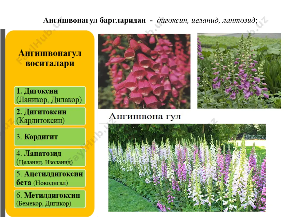 ғи озроқ чўзилади. 5. гликозидлар микдори ошганда мусбат — батмотроп таъсир яъни юракнинг ўтказувчан усулини, миокарднинг қўзғалувчанлигини оширади, қўшимча гетеротроп ўчоқлар—аритмия пайдо бўлади. юрак мушакларининг метаболизмига таъсири: гликозидлар углевод, оқсил, липид моддалар алмашинувига ижобий таъсир кўрсатади. юрак мушакларида гликоген, атф миқдори ошиб, юрак энергия билан яхши таъминланади. юракнинг кучи ортиб борса ҳам, кислородга эҳтиёжи ошмайди, юрак кислородни кам сарф қилган ҳолда ўз фаолиятини оширади. юқорида келтирилган гликозидларнинг кардиал таъсири соғлом юракда ва айниқса юрак етишмовчилигида яққол кўринади. масалан юрак етишмовчилигида уларнинг систолик таъсири кучлироқ бўлади, чунки бу ҳолатда юрак мушакларида калий ионлари камайган бўлади, юрак гликозидлари юборилганда кальций кўпроқ миқдорда ажралиб, кучли мусбат — инотроп таъсир кўрсатади. юрак етишмовчилиги бўлган беморни юрак гликозидлари билан даволаганда систола ва диастоланинг ўзгариши гликозидларнинг экстракардиал таъсири кардиал таъсири билан боғлиқ бўлади. мнс га тинчлантирувчи таъсир кўрсатади – строфант, корглюкон юг ичак, жигар томирларини торайтиради, буйрак томирларини кенгайтиради – буйрак каналчаларида сувни ва натрийни реабсорбциясини …