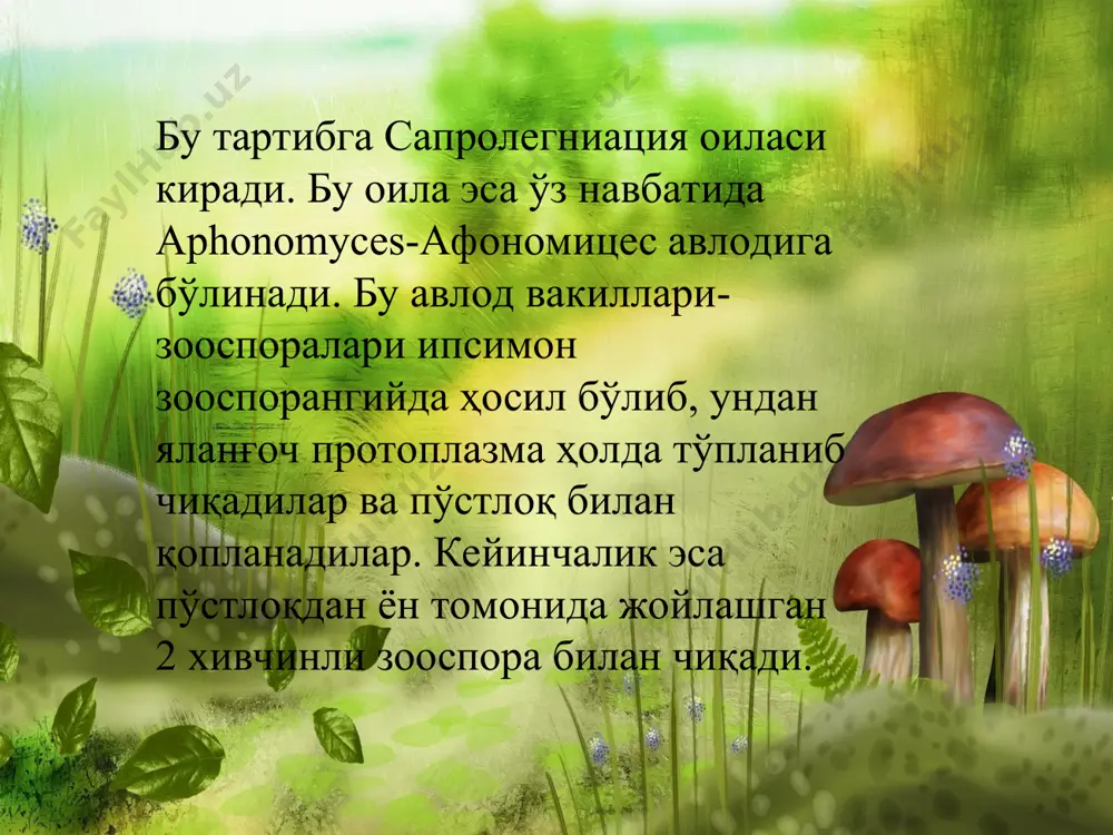 оомицетлар синфининг систематикаси ва уларнинг вакиллари - Page 5