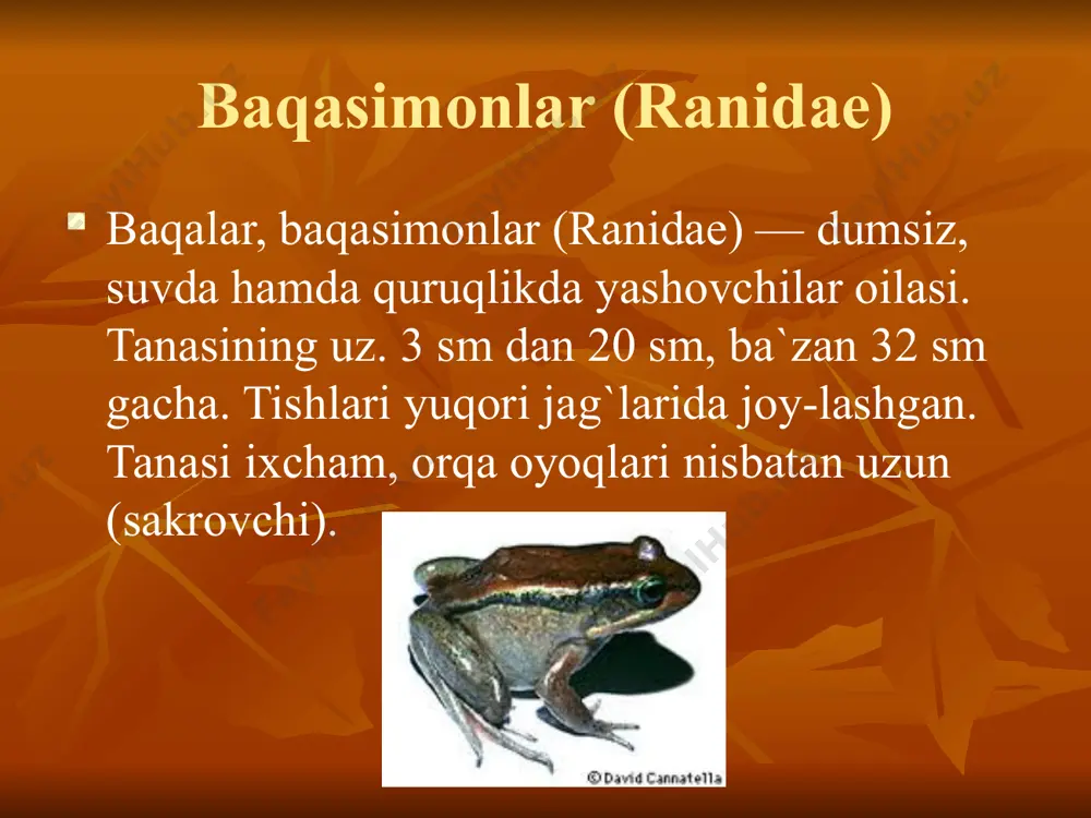 suvda va quruqlikda yashovchilar - Page 3