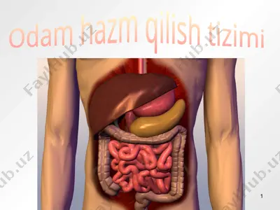 odam hazm qilish tizimi — PPTX