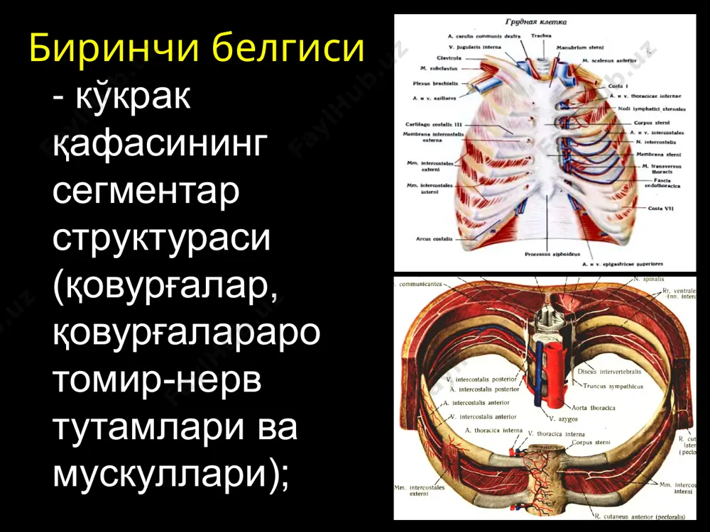 динги ва орқа кўкс оралиғи фарқланади. олдинги кўкс оралиғида юрак перикард билан, айрсимон без, кўтарилувчи аорта, аорта равоғи ва ундан чиқувчи артериялар, юқори кавак вена ва елка-бош венаси жойлашади. орқа кўкс оралиғида тушувчи аорта, қизилўнгач, адашган нервлар, кўкрак симпатик пояси, кўкрак лимфа йўли ўрин олган перикард пункцияси. игна ханжарсимон ўсиқ асосидан чапроқда санчилади ва тўш суягининг орқа девори бўйлаб юқорига йўналган ҳолда 2-3 см чуқурликка киритилади. торакал операциялар 2 гуруҳга бўлинади: а) бевосита кўкрак қафасида бажариладиган оператив услублар, улар нафас олиш ва қон айланиш бузилишларига олиб келмайди; б) кўкрак бўшлиғи аъзоларидаги (ўпкалар, юрак, қизилўнгач) операциялар, улар бошқариладиган нафас, экстракорпорал сунъий қон айланиш ва турли реанимацион услублар қўлланилган ҳолда интратрахеал наркоз остида бажарилади. плевропульмонал шок – кардиопулмонал бузилишлар синдроми билан кечадиган ҳолат. гемо- ва пневмоторакс мавжуд беморларда жуда оғир кечади. нафас олишнинг кескин бузилиши, газ алмашинув бузилишлари билан бирга юзага чиқади. шоккка қарши тадбирлар нафас бузилиши, оғриқ омилини йўқотиш, қон кетишини …