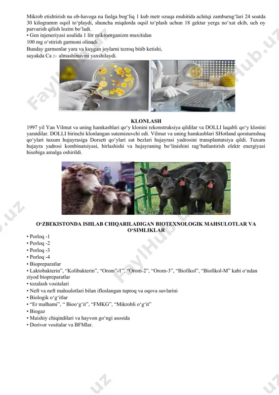 og`liqni saqlashda tashxis qo`yish, turli xil kasallikiarni davolash va oldini olish maqsadida yangi biologik faol moddalarni hamda dorivor preparatlarni yaratish; -qishloq xo`jaligi o`simliklarini kasallik qo`zg`atuvchi zararkunandalardan himoyalash maqsadida bakterial o`g`itlar, o`simlik va hayvonlarni tez o`sishini tartibga soluvchi moddalar yaratish; -o`simliklarning tashqi muhit sharoitiga moslashgan yangi navlarini yaratish; -foydali xususiyatlarga ega, transgen hayvon zotlarini yaratish; -qishloq xo`jalik hayvonlari mahsuldorligini oshirish maqsadida, ozuqani yaxshi singdirilishini ta’minlovchi (ozuqa qo`shimchalari, ozuqa oqsillari, aminokislotalar, vitaminlar, fermentlar kabi) moddalarni yaratish; -qishloq xo`jaligi va veterinariya sohasida bioinjeneriya uslublariga asoslangan holda yuqori samaradorlikka ega bo’lgan preparatlarni yaratish; -oziq-ovqat, kimyo va mikrobiologiya sanoatida foydali xo`jalik mahsulotlarini yaratishda yangi texnologiyalami joriy qilish; -insonning xo`jalik faoliyati uchun foydali bo`lgan (biogaz, o`g`itlar, avtomobillar uchun yoqilg`i kabi) mahsulotlarni yaratish maqsadida qishloq xo`jaligi va sanoat chiqindilarini qayta ishlashning samarali texnologiyalarini yaratish va amaliyotga joriy etish; biotexnologiyaning xarakterli xususiyatlaridan biri shundaki, yangi yo`nalishlami vujudga kelishi bilan turli xil texnik va ilmiy bilim sohalarining birlashishiga olib …