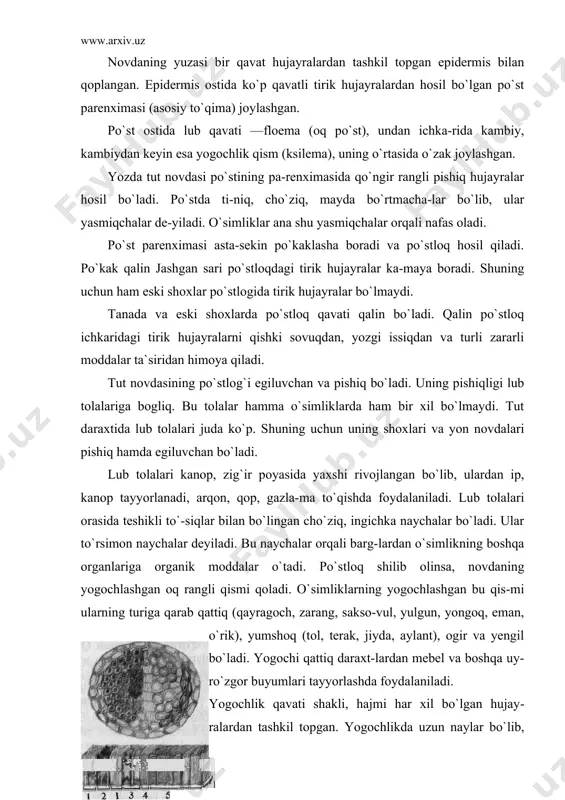 zdan o`simlikning barcha organlariga tarqaladi. lubning to`rsimon naychalari va ularni o`rab turgan tolalar hamda yogochlik naylari yogochlik tolalari bilan birgalikda nay-tolali bog-lamlarni tashkil qiladi. novdadan ajratib olingan po`stloqning ichki silliq, nam va yopishqoq qismida hujayra shirasi (sitoplazma) bo`ladi. po`stloq bilan yogochlik orasidagi yosh, nozik hujayralar kambiy qavatini hosil qiladi. mikroskopda ko`rinadigan bu hujayralar uzluksiz ravishda bo`linib (ko`payib) turadi. poya ana shu hujayralar hisobiga eniga o`sadi. agar yogochlik ko`ndalangiga kesib qaralsa, uning markaziy qismida joylash​gan o`zakni ko`rish mumkin. ayrim daraxtlarning o`zagi bo`sh, yumshoq yoki chirigan bo`ladi. ba`zan esa daraxt tanasining ichi kovak bo`lib qoladi. tut daraxti poyasining nay-tolali bog`lami: a — ko`ndalang kesimi; b — uzunasiga kesimi: 1 — asosiy to`qima; 2— lub tola; 3 — to`rsimon naylar; 4— kambiy; 5— yogochlik tolalari; 6— yogochlik naylari. yosh novdalarning o`zak hu jayralari tirik bo`ladi. ularda, odatda, organik moddalar to`planadi. xulosa qilib aytganda, poya ichki tuzilishiga ko`ra po`st, po`kak, lub, kambiy, yogochlik va …