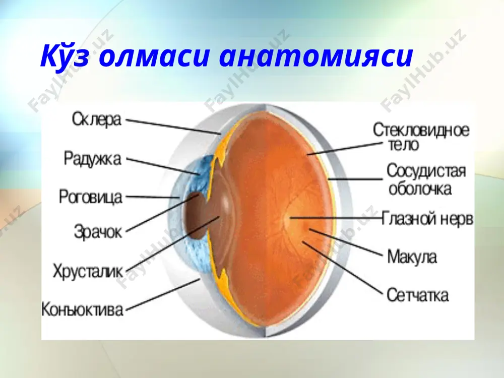 маркази) кўпроқ дўппайиб чикади, орка сатҳида бундай ўзгариш жуда кам бўлади. 2. гавҳар қалинлашгач кўзнинг олдинги камераси саёзланади. 3. боғичлар бўшашганлиги сабабли гавҳар ўз вазни ҳисобига бир оз пастроқка сурилади. 4. кўз қорачиғи тораяди ва яқиндаги нарсалар шакли аниқ ва равшан кўринади. кўзни ҳаракатга келтирувчи нерв толалари ҳисобидан киприксимон танадаги доира мускуллари қисқаради ва нарсаларни яқиндан кўриш учун гавҳарнинг нур синдириш қобилияти кучаяди, киприксимон танадаги радиал мускул толалари кисқарганда узоқдаги нарсаларни кўриш учун рефракция, аксинча, кучсизланади пресбиопия пресбиопия – ёшга оид физиологик холат, аккомодация сусайиши билан ифодаланади (гавхарнинг эластик хусусияти пасайганлиги сабабли) ва якиндан ўкиш хамда майда иш бажаришни имкониятларини кийинланишига олиб келади. пресбиопия пресбиопияни эмметропияда коррекциялаш принципи: 40 ёшда – +1,0 d 45 ёшда - +1,5 d 50 ёшда – +2,0 d 55 ёшда - + 2,5 d 60 ёшда – +3,0 d 65 ёшда - +3,5 d 70 ёшда - + 4,0 d миопия миопия сабаблари ирсий факторлар …