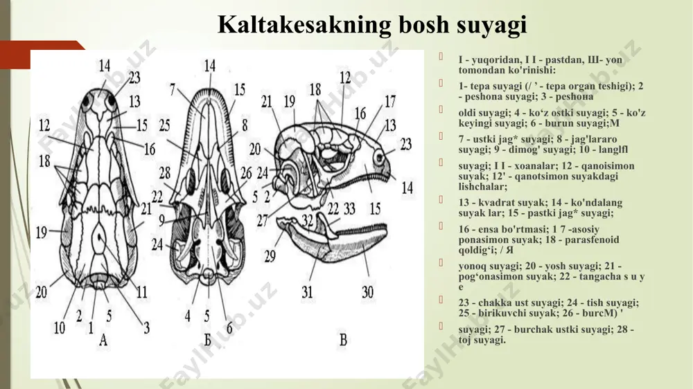 i. avstraliyada plashli kaltakesak va janubiy osiyo o'rmonlarida uchar ajdar (draco volans) uchraydi. iguanalar (iguaniriac) oilasiga tipik vakillariga iguana (lguana juverculata), frinozoma pherynosoma cornutum). qiziltomoq anolis va boshqa turlari kiradi. amerikada. madagaskarda, polineziyaning ba'zi orollarida avstraliyada iguanalarning harorati suvda va quruqlikda moslashgan. lguanalar suv ostida 15-19 m gacha chuqurlikka toshlarga yopishgan suv 0‘tlari bilan oziqlanadi. llonlar (ophmia yoki serpentes) kenja turkumi. bu tur-18 ta oila va 3000 taga yaqin tur kiradi. mdhda ilonlarning 60 " taga yaqin turi uchraydi. shu jumladan o'zbekistonda 6 ta oilaga kiruvchi 21 ta tur ilonlar uchrashligi aniqlangan. ko'rilonlar (typhlopidue) oilasiga. 200 ta turkiradi. o‘zbekistonning yomg'ir chuvalchangiga o‘xshash chuvalchangsinion ko'rilon (typhlops vermicularis) uchraydi soxta oyoqlilar yoki bo‘g‘ma ilonlar (boidae) oilasiga. o'zbckistonda qizilqum, ustyurt va amudaryoning qum bo'g'ma va sharq kichik bo’g‘ma iloni (eryx tataricus).uning uzunligi 60 sm dan 1 m dengiz ilonlari (hydrophiidae) oilasi. 40 tadan 64 tagacha tur kiradi. kurakdum pelamida (pelamida platurus)ni suvilonlari (colubridae) …