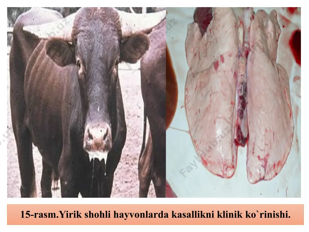 tekshirish muddati 7-10 kun. biopreparatlar. hozirgi vaqtda kasallikning oldini olish maqsadida o’ldirilgan va tirik vaksinalar qo’llaniladi. o’ldirilgan vaksinalarning aktivligini oshirish uchun deponentlar qo’llaniladi. emulgirlangan vaksinalar yaratildi. organizmga bir marta yuboriladi. vaksinalar 6-12 oy davom etadigan immunitet hosil qiladi. xo’jaliklarda kasallik chiqqanida immun zardoblar qo’llaniladi. davo lovchi preparatlardan antibiotiklar va sulfanilamid preparatlar ishlatiladi. o’zbekiston veterinariya ilmiy tadqiqot institutida olim, mutaxassislar tomonidan pasterellyozga qarshi goa - gidrookisalyuminiyli vaksina, qishloq xo’jalik hayvonlar pasterellyoz, salmonellyoz va kolibakterioziga qarshi polivalentli radiovaksina, gemolitik pasterellalarga qarshi giperimmun zardob ishlab chiqilgan va samarali qo’llanilib kelmoqda. nazorat uchun savollar: 1. pasterellyoz kasalligi qo’zg’atuvchisining xususiyatlarini ayting. 2. pasterellyozga tekshirish uchun laboratoriyaga qanday materiallar yuboriladi va qaysi usullarda tekshiriladi. 3. pasterellyozning laboratoriya diagnostikasi nimalardan iborat. 4. pasterellyoz kasalliklarida qanday biopreparatlar ishlatiladi. image1.jpeg image2.jpeg image3.jpeg image4.jpeg image5.jpeg image6.jpeg image7.jpeg image8.jpeg image9.jpeg image10.jpeg image11.jpeg image12.jpeg image13.jpeg image14.jpeg image15.jpeg image16.png image17.png /docprops/thumbnail.jpeg