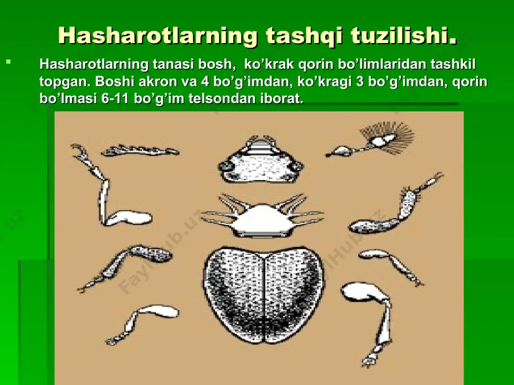 qismi ustki tomonida tana bo'ylab joylashgan muskulli naychadan iborat. hasharotlarning qoni – gemolimfa rangi sariq, yashil yoki rangsiz bo’ladi. gemolimfa plazma va qon hujayralari –gemositlardan tashkil topgan. hashsrotlar qoni tarkibining 75% ini suv, umumiy tuzlari miqdori 3% ni, 6.6% - oqsillar, aminokislotalar 12 % ni tashkil etadi. qoni tarkibida yog’lar doimiy emas, ozig’iga bog’liq. gemolimfa tarkibida glyukoza doimiy mavjud bo’lib, muskullarida energiya hosil qilishda ishtirok etadi. yurakdan tananing bosh tomoniga qarab bitta kalta qon tomiri ketadi. yuragi 4-10 kamerali, yonboshida 2 juft klapanli teshikchalari mavjud. bu tomirning uchi tana bo'shlig'iga ochiladi. yurak qisqarganida qon yurakdan ana shu tomir orqali bosh tomonga haydaladi va u yerdan tana bo'shlig'iga kelib quyiladi. yurak kengayganda esa qon tana bo'shlig'idan yurakning ikki yonidagi teshikchalar orqali uning ichiga o'tadi. shunday qilib, yurak muskullarining dam-badam qisqarishi tufayli qon yurakdan tana bo'shlig'ining oldingi tomoniga quyiladi, u yerdan orqa tomonga oqadi. nafas olish sistemasi nafas olish sistemasi tana bo'shlig'ida …