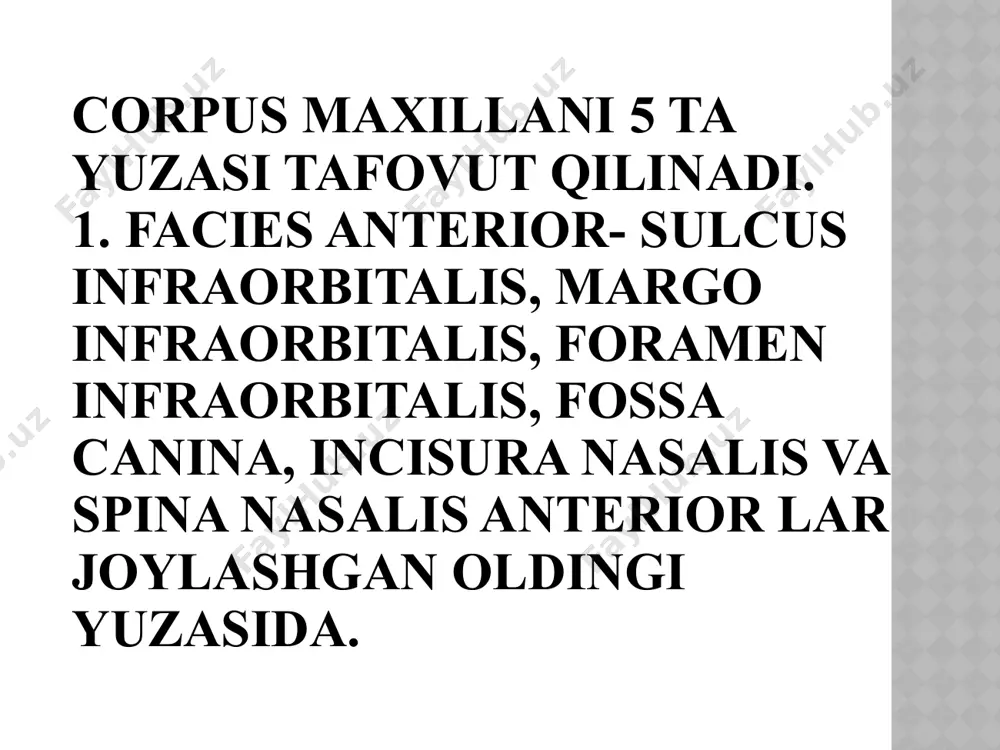n suyak, pastkisi esa alohida suyak. chig’anoqlar orasida 3 ta burun yo’li hosil bo’ladi: meatus nasi superiror- asos suyagi bo’shlig’i, g’alvirsimon orqa bo’shliqlar, asosiy tanglay teshiklari. meatus nasi mediaga-g’alvirsimon orqa va o’rta bo’shliqlar, yuqorigi jang bo’shlig’i, peshona bo’shlig’i, meatus nasi inferiorga esa-ko’z yoshi va burun kanali hamda kesuv kanallari ochiladi. orbita chakka chuqurchasi, fossa temporalis, kalla ikkala tashqi yon yuzasida joylashgan. uni kalla gumbazining boshqa qismlarigan ajiratib turuvchi shartli chegarasi tepa va peshona suyaklaridagi yuqorigi chakka chizig’i, linea temporalis superior, dir. uning ichki medial devori tepa suyagi tashqi yuzasining pastki qismi, chakka suyagi tangasimon qismining chakka yuzasi va ponasimon suyak katta qanotining tashqi yuzasidan tashkil topgan. chakka chuqurchasining pastki tomoni ponasimon suyakning chakkaosti qirrasi bilan chegaralangan.chakka chuqurchasining oldingi devoriga yanoqchakka teshigi, foramen zygomaticotemporale, (chakka chuqurchasi chakka muskuli, fatsiyasi, yog’, nerv, va tomirlar bilan to’lgan) ochiladi. chakkaosti chuqurchasi, fossa infratemporalis, chakka chuqurchasidan qisqa va kalta, uning ko’ndalang o’lchami esa kattaroq. uning …