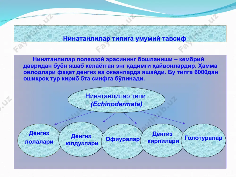 и бодирингга ўхшайди. скелети тери ости оҳакли пластинкалардан иборат. голотуриялар – сув тубида ҳаракатсиз ётиб, пайпаслагичларидаги ёпишқоқ моддалар ёрдамида майда ҳайвонларни тутиб озиқланади. голотуриялар ёки денгиз юлдузлари денгиз типратикани оёқларининг кўплиги жиҳатидан ҳайвонлар ичида биринчи ўринда туради. мазкур оёқлари ёрдамида кучли оқим пайтида тик қояларда ва сув тубида маҳкам ёпишиб тура олади. озиқани оёқлари ёрдамида ушлаб парчаловчи тишлар билан қуролланган оғизга, махсус ковшовчи аппарат – аристотелев фонарига узатади. денгиз типратиканлари эътиборингиз учун раҳмат!