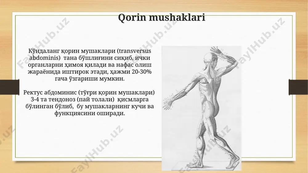 unktsional birligidan tashkil topgan. yuqori va pastki oyoq mushaklari pastki oyoq mushaklari 3 ta asosiy guruhga: oldingi, orqa va yon tomonlarga bo'linadi, ularning har biri turli xil harakatlarni, jumladan, oyoqni egish va cho'zishni ta'minlaydi. yuqori oyoqda 17 ta mushak guruhi mavjud bo'lib, ularning har biri o'ziga xos funktsiyani, masalan, tirsak va yelka bo'g'imlarini harakatga keltirishni bajaradilar. mushak tolalarining turlari ii tip tolalar o'z navbatida iia (oksidativ-glikolitik) va iib (glikolitik) kabi subtiplarga bo'linadi, bu ularning energiya manbalaridan foydalanish usullariga bog'liq. iib tolalar tezroq, lekin charchashga moyilroq. inson mushaklarida i va ii tip tolalarning nisbati genetik jihatdan belgilanadi va taxminan 50/50 dan 10/90 gacha o'zgarib turishi mumkin, bu esa odamning jismoniy qobiliyatlariga ta'sir qiladi. orqa mushaklari орқа мушакларининг кўпчилиги, масалан трапециясимон мушак каби, бир нечта бўлимдан иборат бўлиб, уларнинг ҳар бири ўзига хос иннервация ва қон билан таъминланишга эга. энг чуқур орқа мушаклари – автохтон мушаклар, умуртқа поғонасини 3 та қатламда қоплаб, …