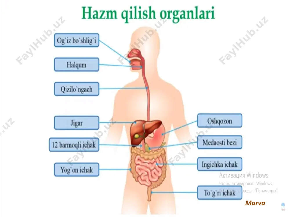 hazm qilishazolari - Page 2