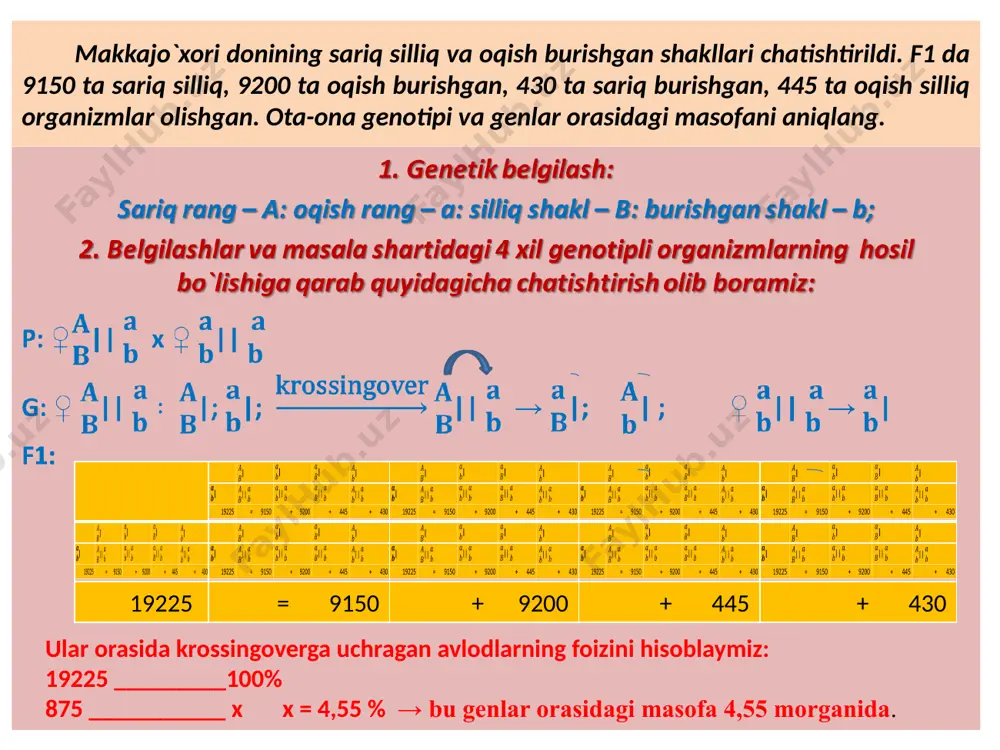 ta hosil bo`ladi. d) f2 da 9 ta genotipik sinf hosil bo`ladi 1:2: 2:4:1:2:1:2:1. e) f2 da 2/16 ta kalta noksimon: soni 2/16 x 1200 = 150 ta xitoy primulasi gulining ustunchasi va og‘izcha rangini belgilovchi genlar bitta xromosomada joylashgan. gul ustunchasining kaltaligi (a) dominant, uzunligi (a) retsessiv, ustuncha og‘izchasining yashil rangi (b) qizil rangi (b) ustidan dominantlik qiladi. tajribada ustunchasi qisqa gomozigota, og‘izchasi qizil bo‘lgan o‘simlik uzun ustunchali yashil og‘izchali o‘simlik bilan chatishtirilib, f1 da 100 ta, f2 da 990 ta duragay olingan: a) f2 da necha xil gameta hosil bo‘ladi? b) f2 da nechta o‘simlik kalta ustunchali va yashil og‘izchali? d) f2 da necha xil genotip hosil bo‘ladi. 1. kalta – a; uzun – a; yashil rangi – b; qizil - b 2. masala shartiga qarab ota-ona organizmlarning genotipini yozamiz: p: ♀|| x ♀ || f1: 100 ta || ustunchasi qisqa, og‘izchasi yashil geterozigota, o`simlik 3. f2 ni …