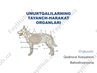 umurtqalilarning tayanch-harakat organlari — PPTX