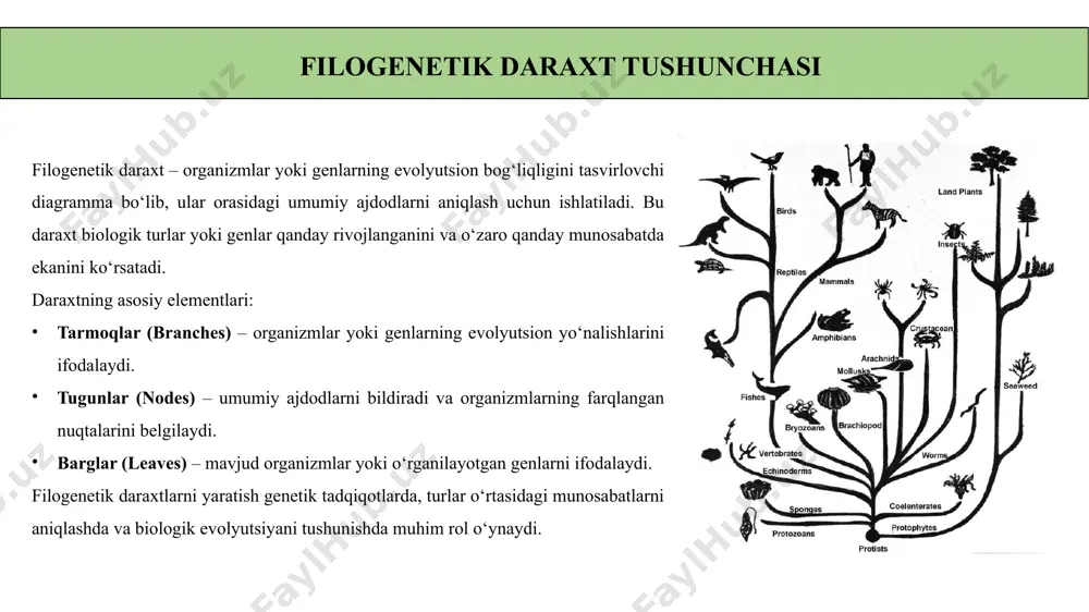 i tahlil qilish, molekulyar evolyutsion jarayonlarni o‘rganish, grafik interfeys orqali natijalarni vizualizatsiya qilish kabi funksiyalarni o‘z ichiga oladi. mega x tadqiqotchilar va bioinformatika mutaxassislari uchun qulay va samarali dastur hisoblanadi. filogenetik daraxt qurish usullari mega x da mega x filogenetik daraxtlarni yaratish uchun turli algoritmlardan foydalanadi. neighbor-joining (nj) usuli eng keng tarqalgan bo‘lib, tez va samarali natijalar beradi. maximum likelihood (ml) usuli eng aniq hisoblanadi, lekin ko‘proq hisob-kitob resurslarini talab qiladi. maximum parsimony (mp) usuli evolyutsion o‘zgarishlarni minimal darajada qabul qilib, eng oddiy yo‘lni topishga asoslanadi. upgma (unweighted pair group method with arithmetic mean) klasterlash asosida hisob-kitob qiladi va taxminiy tarmoqlanish vaqtini ko‘rsatadi. ushbu usullar mega x dasturida turli tadqiqot ehtiyojlariga mos tarzda qo‘llaniladi. mega x yordamida filogenetik daraxt yaratish bosqichlari mega x yordamida filogenetik daraxt yaratish bir necha bosqichda amalga oshiriladi. dastlab sekvensiyalar fasta formatida yuklanadi. keyin clustalw yoki muscle yordamida sekvensiyalar moslashtiriladi (alignment). filogenetik tahlil usuli tanlanadi, masalan, …