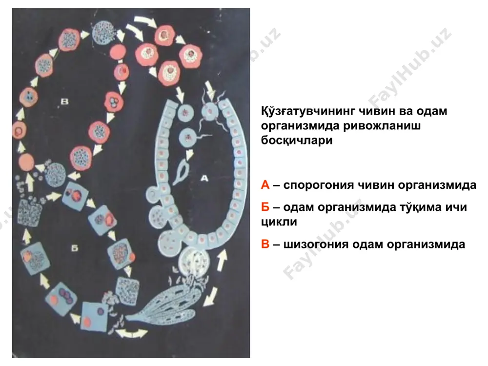 г оғир бўлишининг боиси – аутоиммун жараёндир. бемор қонида эритроцитларга қарши igm га мансуб антителолар, ҳамда зарарланмаган эритроцитлар юзасида комплимент аниқланади. иммунитети. безгак касаллиги билан илгари оғримаган шахсларда, безгакка мойиллик мутлақдир. шунинг билан бирга аҳолининг баъзи бир қатламлари безгакнинг айрим турларига нисбатан, қисман ёки тўлиқ чидамлидирлар. безгакнинг эндемик ўчоқларида, иммунитети бўлган оналардан туғилган чақалоқларда, оналардан олган туғма иммунитетлари бўлиб, улар 3 ойгача безгак билан касалланмайдилар. маълумки, безгак касаллиги, безгакка қарши специфик антителолар, яъни гуморал иммунитет ишланиши билан якунланади. одатда, 2-3 безгак ҳуружидан кейин қонда igm ва igg иммуноглобулинлар титрини ортиши ва иммунологик реакцияларни жадаллашуви кузатилади. оқибатда организмда паразит камайиб, иситма хуружлари тўхтайди. патоморфологик ўзгаришлар, безгакда суяк кўмиги, талоқ ва жигардаги лимфоретикуляр элементларининг гиперплазияси билан ифодаланади. касаллик узоқ давом этганда купфер ҳужайраларининг гиперплазияси, жигарда фиброз ривожланиши билан якунланади. ички аъзолар тўқималарида пигмент тўпланиши кузатилади. тропик безгакда васкулит, периваскуляр геморрагик ва гранулематоз ўзгаришлар кузатилади. бундай ўзгаришлар кўпроқ бош миянинг глиал системасида (дюрка …
