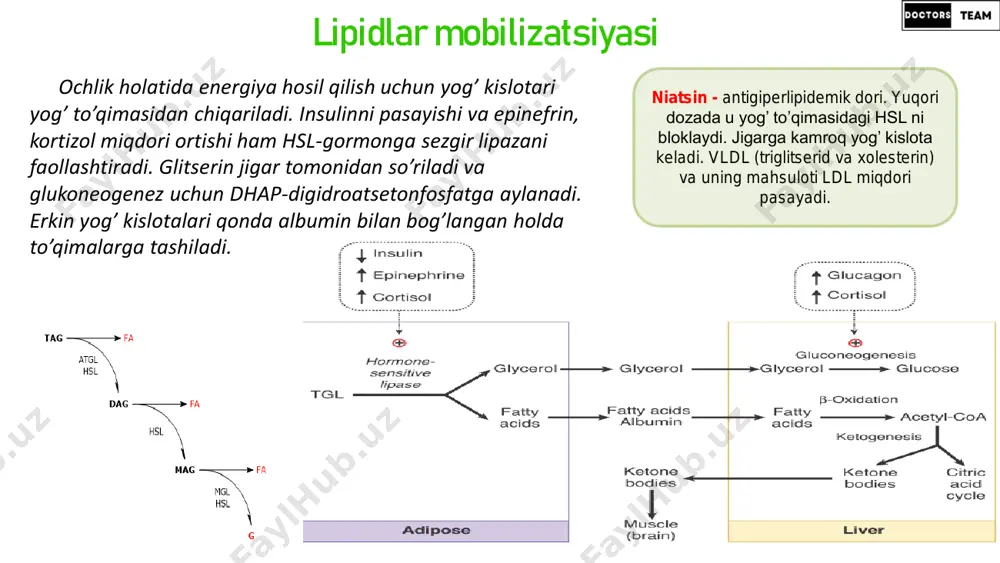 d(19) aldehyde dehydroxenase toq zanjirli yog’ kislotalari β-oksidlanishi juda uzun zanjirli yog’ kislotalari oksidlanish juda uzun zanjirli yog’ kislotalari peroksisomalarda oksidlanadi ammo ular oksidlanishidan atf hosil bo’lmaydi. hosil bo’lgan fadh2 esa o2 va h2o dan h2o2 sintezlash uchun sarflanadi. h2o2 (ros) miqdori ortsa “katalaza” tomonidan neytrallanadi.