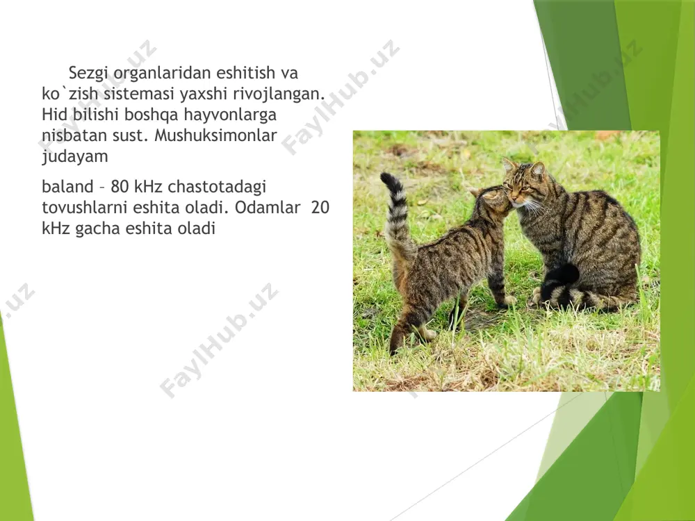 mushuksimonlarga umumiy ta'rif - Page 5