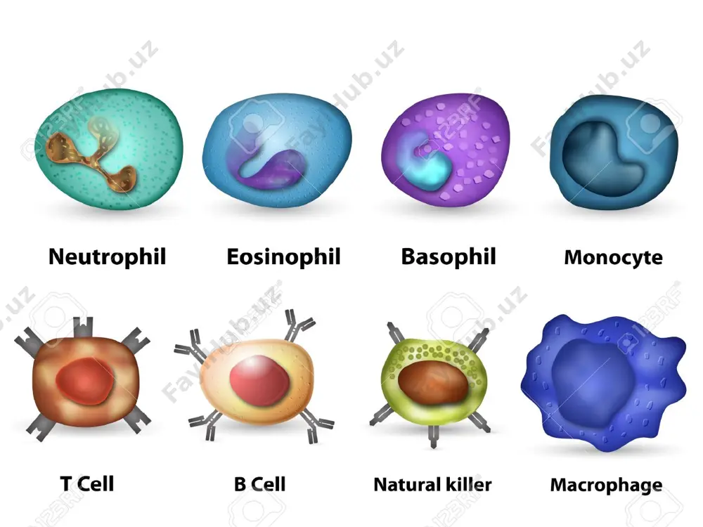 активация неактивного фермента плазмы протромбина и переход его в активную форму - тромбин. его превращение происходит под влиянием тромбопластина с участием: fvi-проакцелерина (акцелерина), fvii - конвертина, ca++ и некоторых факторов тромбоцитов. iii фаза - превращение растворимого фибриногена в нерастворимую форму фибрин. тромбин представляет собой пептидазу, вызывающую частичный протеолиз молекулы фибриногена, превращая его в фибрин. фибриноген образуется в печени. для его синтеза необходим витамин к. под влиянием тромбина в присутствии ионов ca++ процесс образования нерастворимого фибрина протекает в 3 этапа: * ташқи йўл тўқима шикастланиши тўқима тромбопластини (iii) vii viia x xa ички йўл xii калликреин фаоллашган юза xiia прокалликреин xi xia ix ixa ca2+ ixa+ca2+viiia x xa fibrinoliz lizokinaza tasirida plazminogenning proaktivatorini aktiv holatga o`tishi plazminogenning aktiv holatga –plazminga otishi plazmin tasirida fibrinni polipeptid va aminokislotalarga parchalanishi фибринолиз фибрин полимер стабил эрийдиган фибринопептид плазминоген плазмин плазминогеннинг тўқима активатори + antikoagulyantlar: birlamchi: antitrombin iii antitrombolastin geparin girudin protein с qon ivishi …