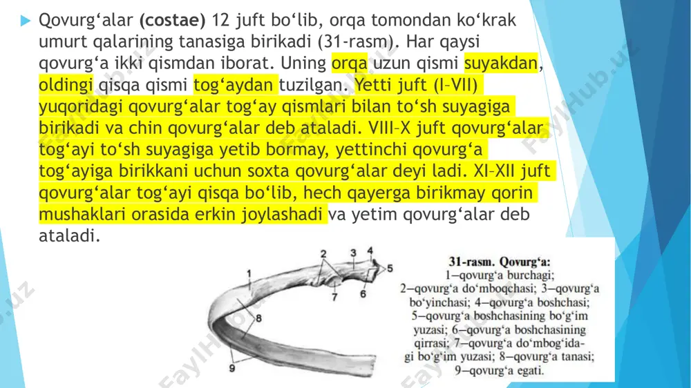 rkin va paypaslab ko‘rilganda oson aniqlanadi. qorin usti burchagi o‘tkir - 90° dan kam.  ko‘krak qafasining giperstenik (braxiomorf) shakli. uning old-orqa diametri ancha normostenik, shuning uchun ko‘ndalang kesimi aylanaga yaqinlashadi. qovurg‘alar oralig‘i tor, o‘mrov usti va osti bo‘shliqlari kuchsiz ifodalangan. qorin usti burchagi o‘tmas - 90° dan katta. e’tiboringiz uchun rahmat!!!
