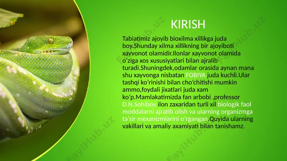sentation uses a free template provided by fppt.com www.free-power-point-templates.com qon aylanish sistemasi yuragi 3 kamerali o’ng va chap bo’lma va qorinchadan iborat.qorinchadan o’pka arteriyasi va aorta yoyi chiqadi.chap qismida ko’proq arterial qon o’ng qismida venoz qon ko’proq ko’proq bo’ladi. this presentation uses a free template provided by fppt.com www.free-power-point-templates.com ko’payishi demorfizm unchalik sezilmaydi.ayrim jinsli.urug’lanishi ichki .tirik tug’ib yoki tuxumdan tirik tug’ib ko’payadi.urug’don lari umrtqaning ikki yonida joylashgan .undan urug’ ortig’i,urug’ yo’li,siydik yo’liga tutashib klaoka orqali tashqi muhitga ochiladi.klaokaning yonbosh devorlarida juft kopulyativ organi rivojlangan. urug’don urug’ yo’li this presentation uses a free template provided by fppt.com www.free-power-point-templates.com tuxumdonlari xam 1juft bo’lib,umrtqa pog’onasining ikki yonida joylashgan.kengaygan qismi bachadonni hosil qiladi.myuller nayi tuxum yo’li vazifasini bajaradi.yetilgan tuxumlar oldingi tomondagi tuxum yo’li orqali tana bo’shlig’iga keyin esa varonka orqali ikkinchi tuxum yo’liga va shu erda urug’lanib bachadonga tushadi. tuxumdon tuxum yo’li this presentation uses a free template provided by fppt.com www.free-power-point-templates.com o’zbekiston hudida …