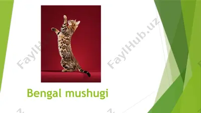 bengalmushugi — PPTX