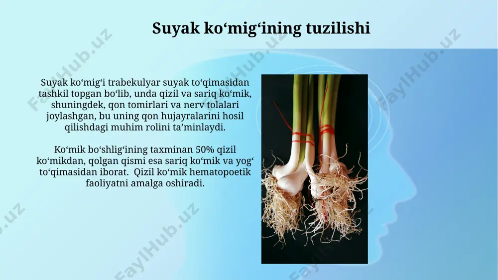 suyak iligi vazifasi tuzilishi - Page 5